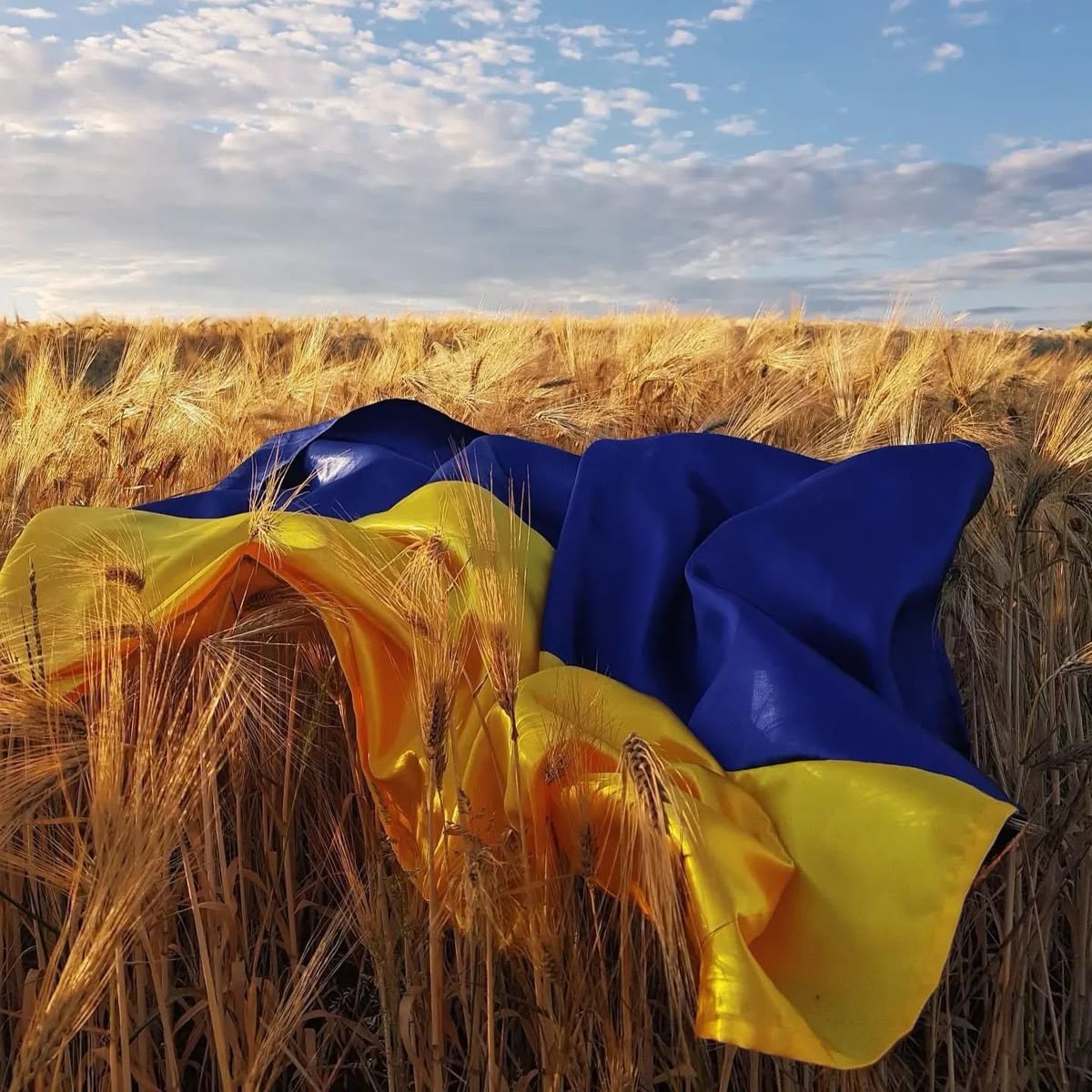 Прапор України на пшеничному полі